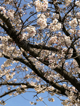 桜の花