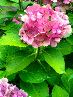 ピンクの紫陽花