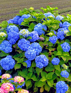 紫陽花の花
