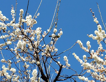 梅の花とと小鳥