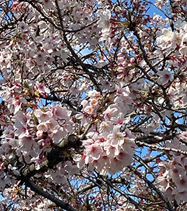 満開の桜の写真