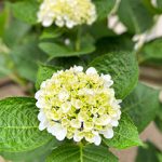白い紫陽花の花