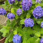 青い紫陽花の花