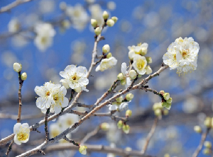 梅の花