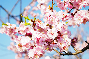 梅の花