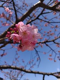 桜の花