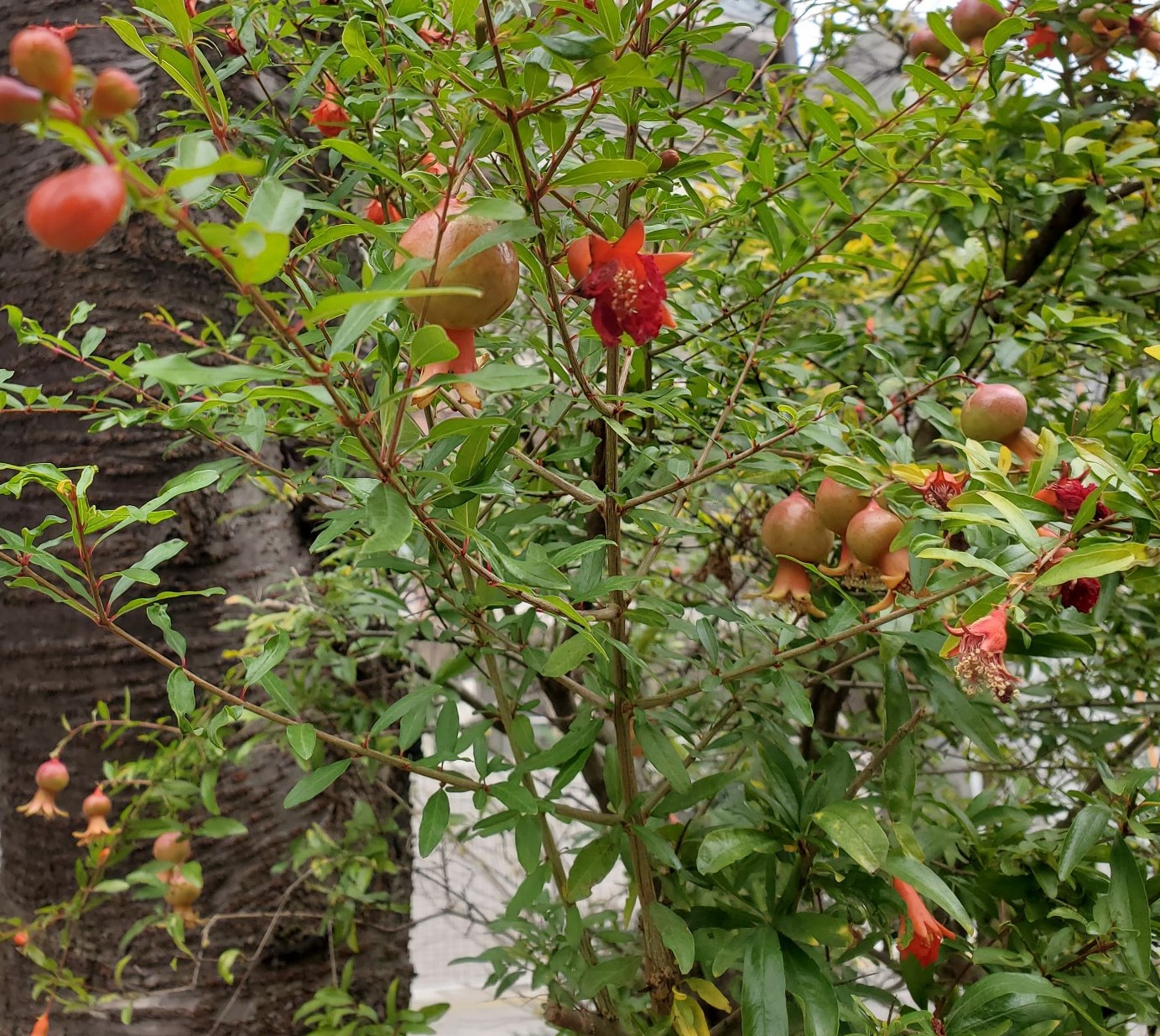 ザクロの花と実